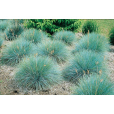 Вівсяниця блакитна/сиза Інтенсив Блю | Festuca glauca/cinerea Intense Blue | Овсяница голубая/сизая Інтенсив Блю