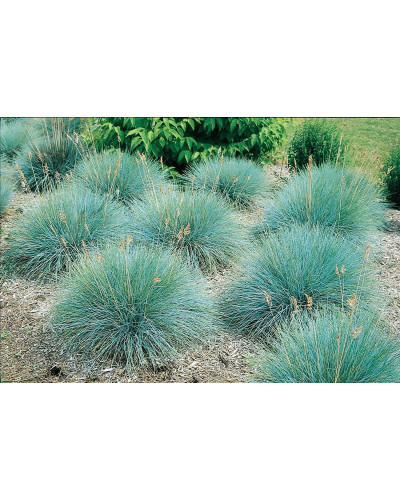 Вівсяниця блакитна/сиза Інтенсив Блю | Festuca glauca/cinerea Intense Blue | Овсяница голубая/сизая Інтенсив Блю