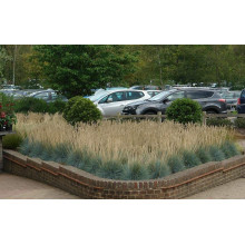 Вівсяниця блакитна/сиза Інтенсив Блю | Festuca glauca/cinerea Intense Blue | Овсяница голубая/сизая Інтенсив Блю