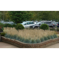 Вівсяниця блакитна/сиза Інтенсив Блю | Festuca glauca/cinerea Intense Blue | Овсяница голубая/сизая Інтенсив Блю