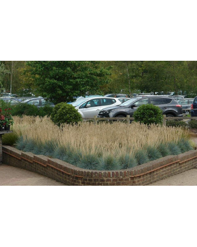 Вівсяниця блакитна/сиза Інтенсив Блю | Festuca glauca/cinerea Intense Blue | Овсяница голубая/сизая Інтенсив Блю