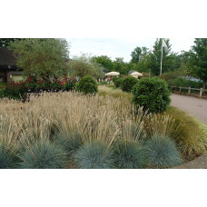 Вівсяниця блакитна/сиза Інтенсив Блю | Festuca glauca/cinerea Intense Blue | Овсяница голубая/сизая Інтенсив Блю