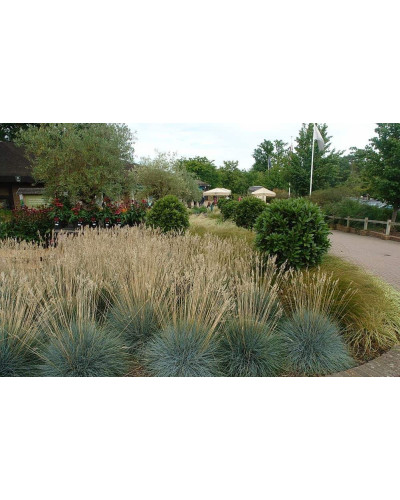 Вівсяниця блакитна/сиза Інтенсив Блю | Festuca glauca/cinerea Intense Blue | Овсяница голубая/сизая Інтенсив Блю