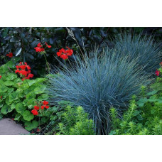 Вівсяниця блакитна/сиза Інтенсив Блю | Festuca glauca/cinerea Intense Blue | Овсяница голубая/сизая Інтенсив Блю