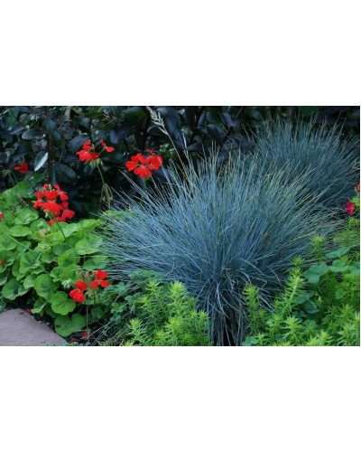 Вівсяниця блакитна/сиза Інтенсив Блю | Festuca glauca/cinerea Intense Blue | Овсяница голубая/сизая Інтенсив Блю