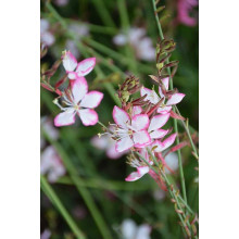 Гаура Ліндхеймера ’Розі Джейн’|Gaura lindheimeri ’Rosy Jane’|Гаура Линдхеймера ’Рози Джейн’