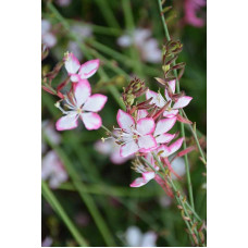 Гаура Ліндхеймера ’Розі Джейн’|Gaura lindheimeri ’Rosy Jane’|Гаура Линдхеймера ’Рози Джейн’