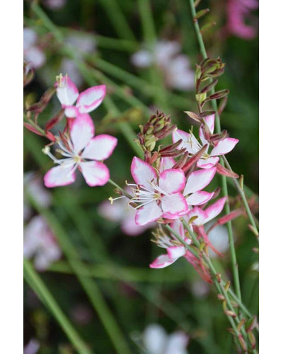 Гаура Ліндхеймера ’Розі Джейн’|Gaura lindheimeri ’Rosy Jane’|Гаура Линдхеймера ’Рози Джейн’