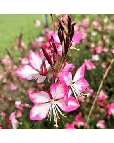 Гаура Ліндхеймера ’Розі Джейн’|Gaura lindheimeri ’Rosy Jane’|Гаура Линдхеймера ’Рози Джейн’