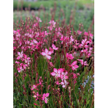 Гаура Ліндхеймера ’Розі Джейн’|Gaura lindheimeri ’Rosy Jane’|Гаура Линдхеймера ’Рози Джейн’