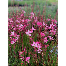 Гаура Ліндхеймера ’Розі Джейн’|Gaura lindheimeri ’Rosy Jane’|Гаура Линдхеймера ’Рози Джейн’