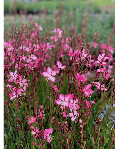 Гаура Ліндхеймера ’Розі Джейн’|Gaura lindheimeri ’Rosy Jane’|Гаура Линдхеймера ’Рози Джейн’