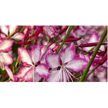 Гаура Ліндхеймера ’Розі Джейн’|Gaura lindheimeri ’Rosy Jane’|Гаура Линдхеймера ’Рози Джейн’