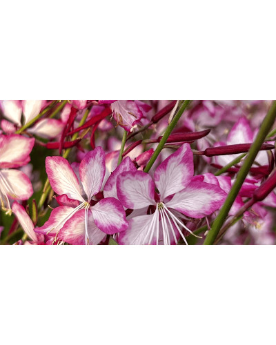 Гаура Ліндхеймера ’Розі Джейн’|Gaura lindheimeri ’Rosy Jane’|Гаура Линдхеймера ’Рози Джейн’