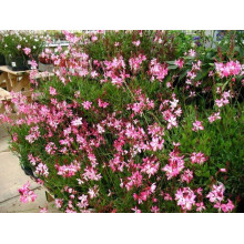 Гаура Ліндхеймера ’Розі Джейн’|Gaura lindheimeri ’Rosy Jane’|Гаура Линдхеймера ’Рози Джейн’