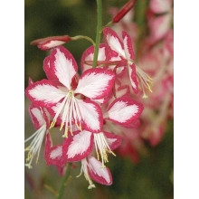 Гаура Ліндхеймера ’Розі Джейн’|Gaura lindheimeri ’Rosy Jane’|Гаура Линдхеймера ’Рози Джейн’