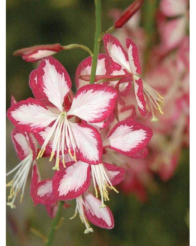 Гаура Ліндхеймера ’Розі Джейн’|Gaura lindheimeri ’Rosy Jane’|Гаура Линдхеймера ’Рози Джейн’