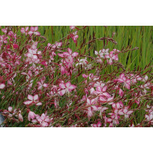 Гаура Ліндхеймера ’Розі Джейн’|Gaura lindheimeri ’Rosy Jane’|Гаура Линдхеймера ’Рози Джейн’