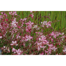 Гаура Ліндхеймера ’Розі Джейн’|Gaura lindheimeri ’Rosy Jane’|Гаура Линдхеймера ’Рози Джейн’