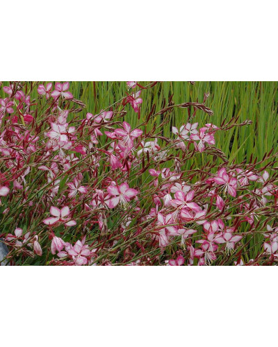 Гаура Ліндхеймера ’Розі Джейн’|Gaura lindheimeri ’Rosy Jane’|Гаура Линдхеймера ’Рози Джейн’