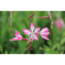 Гаура Ліндхеймера ’Розі Джейн’|Gaura lindheimeri ’Rosy Jane’|Гаура Линдхеймера ’Рози Джейн’