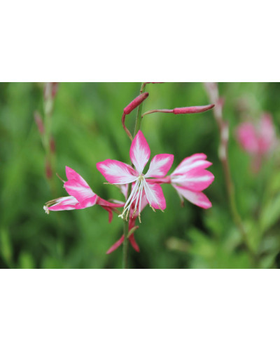 Гаура Ліндхеймера ’Розі Джейн’|Gaura lindheimeri ’Rosy Jane’|Гаура Линдхеймера ’Рози Джейн’