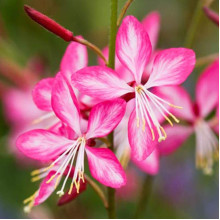 Гаура Ліндхеймера ’Розі Джейн’|Gaura lindheimeri ’Rosy Jane’|Гаура Линдхеймера ’Рози Джейн’