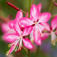 Гаура Ліндхеймера ’Розі Джейн’|Gaura lindheimeri ’Rosy Jane’|Гаура Линдхеймера ’Рози Джейн’