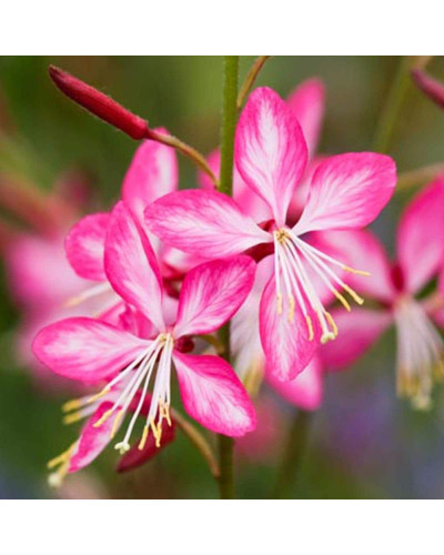 Гаура Ліндхеймера ’Розі Джейн’|Gaura lindheimeri ’Rosy Jane’|Гаура Линдхеймера ’Рози Джейн’