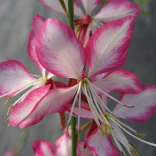 Гаура Ліндхеймера ’Розі Джейн’|Gaura lindheimeri ’Rosy Jane’|Гаура Линдхеймера ’Рози Джейн’