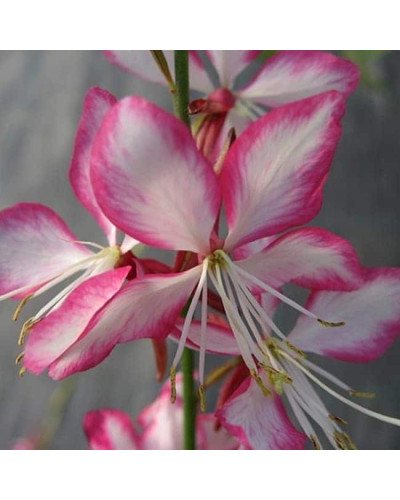 Гаура Ліндхеймера ’Розі Джейн’|Gaura lindheimeri ’Rosy Jane’|Гаура Линдхеймера ’Рози Джейн’