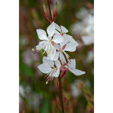 Гаура Ліндхеймера ’Вірлінг Баттерфляйс’|Gaura lindheimeri ’Whirling Butterflies’|Гаура Линдхеймера ’Вирлинг Баттерфляйс’
