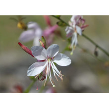 Гаура Ліндхеймера ’Вірлінг Баттерфляйс’|Gaura lindheimeri ’Whirling Butterflies’|Гаура Линдхеймера ’Вирлинг Баттерфляйс’