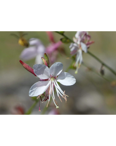 Гаура Ліндхеймера ’Вірлінг Баттерфляйс’|Gaura lindheimeri ’Whirling Butterflies’|Гаура Линдхеймера ’Вирлинг Баттерфляйс’