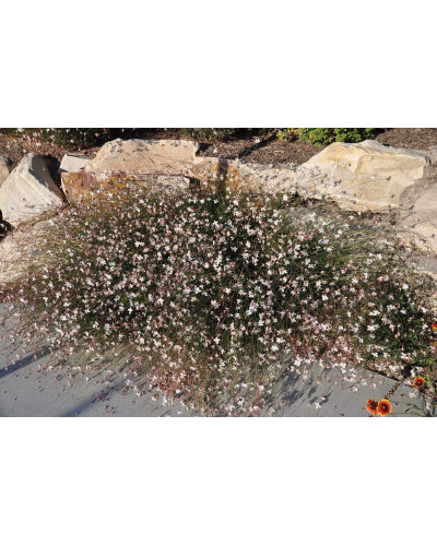 Гаура Ліндхеймера ’Вірлінг Баттерфляйс’|Gaura lindheimeri ’Whirling Butterflies’|Гаура Линдхеймера ’Вирлинг Баттерфляйс’