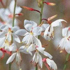 Гаура Ліндхеймера ’Вірлінг Баттерфляйс’|Gaura lindheimeri ’Whirling Butterflies’|Гаура Линдхеймера ’Вирлинг Баттерфляйс’