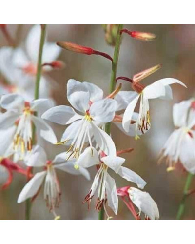 Гаура Ліндхеймера ’Вірлінг Баттерфляйс’|Gaura lindheimeri ’Whirling Butterflies’|Гаура Линдхеймера ’Вирлинг Баттерфляйс’