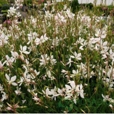 Гаура Ліндхеймера ’Вірлінг Баттерфляйс’|Gaura lindheimeri ’Whirling Butterflies’|Гаура Линдхеймера ’Вирлинг Баттерфляйс’