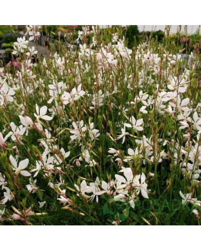 Гаура Ліндхеймера ’Вірлінг Баттерфляйс’|Gaura lindheimeri ’Whirling Butterflies’|Гаура Линдхеймера ’Вирлинг Баттерфляйс’