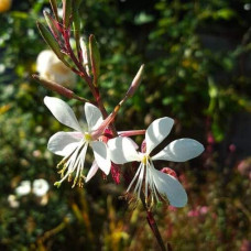 Гаура Ліндхеймера ’Вірлінг Баттерфляйс’|Gaura lindheimeri ’Whirling Butterflies’|Гаура Линдхеймера ’Вирлинг Баттерфляйс’