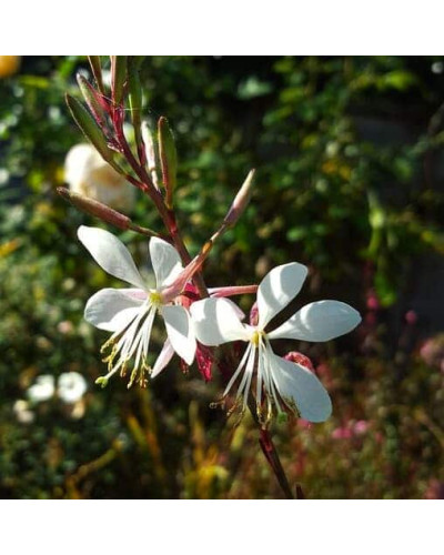 Гаура Ліндхеймера ’Вірлінг Баттерфляйс’|Gaura lindheimeri ’Whirling Butterflies’|Гаура Линдхеймера ’Вирлинг Баттерфляйс’