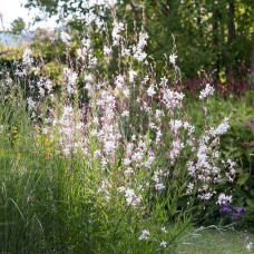Гаура Ліндхеймера ’Вірлінг Баттерфляйс’|Gaura lindheimeri ’Whirling Butterflies’|Гаура Линдхеймера ’Вирлинг Баттерфляйс’