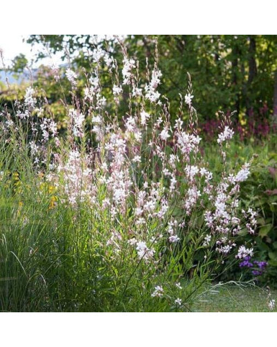 Гаура Ліндхеймера ’Вірлінг Баттерфляйс’|Gaura lindheimeri ’Whirling Butterflies’|Гаура Линдхеймера ’Вирлинг Баттерфляйс’