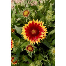 Гайлардія великоквіткова ’Арізона Сан’|Gaillardia grandiflora ’Arizona Sun’|Гайлардия крупноцветковая ’Аризона Сан’