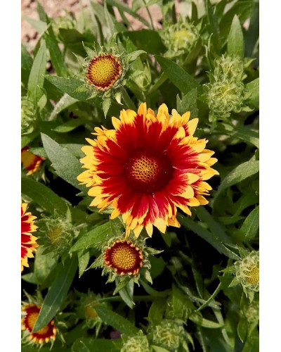 Гайлардія великоквіткова ’Арізона Сан’|Gaillardia grandiflora ’Arizona Sun’|Гайлардия крупноцветковая ’Аризона Сан’