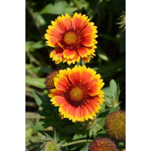 Гайлардія великоквіткова ’Арізона Сан’|Gaillardia grandiflora ’Arizona Sun’|Гайлардия крупноцветковая ’Аризона Сан’