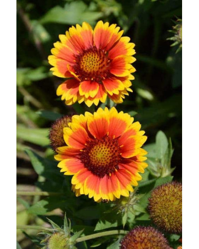 Гайлардія великоквіткова ’Арізона Сан’|Gaillardia grandiflora ’Arizona Sun’|Гайлардия крупноцветковая ’Аризона Сан’