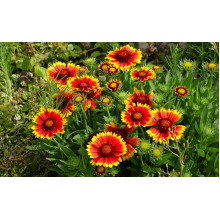 Гайлардія великоквіткова ’Арізона Сан’|Gaillardia grandiflora ’Arizona Sun’|Гайлардия крупноцветковая ’Аризона Сан’