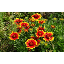 Гайлардія великоквіткова ’Арізона Сан’|Gaillardia grandiflora ’Arizona Sun’|Гайлардия крупноцветковая ’Аризона Сан’