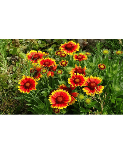 Гайлардія великоквіткова ’Арізона Сан’|Gaillardia grandiflora ’Arizona Sun’|Гайлардия крупноцветковая ’Аризона Сан’